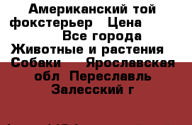 Американский той фокстерьер › Цена ­ 25 000 - Все города Животные и растения » Собаки   . Ярославская обл.,Переславль-Залесский г.